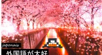 "J'aime les langues" en japonais et cerisiers en fleurs